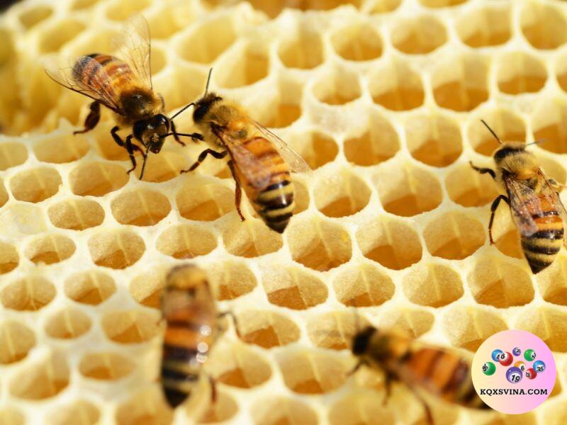 Nằm mơ thấy ong là điềm lành hay dữ?