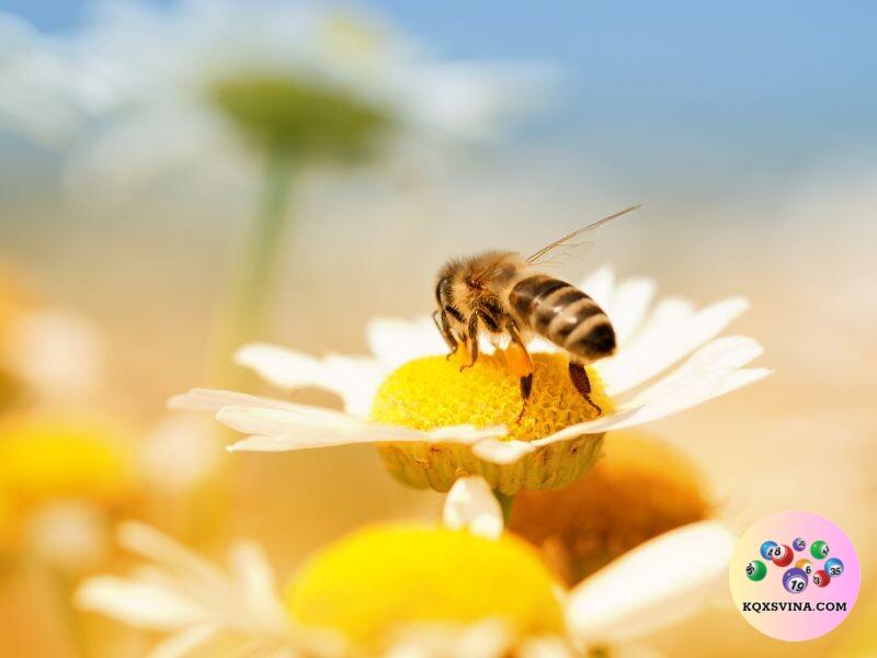 Ý nghĩa của việc chiêm bao thấy ong