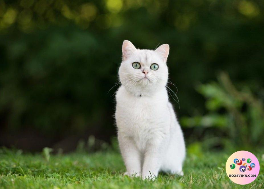 Nằm mơ thấy mèo trắng có phải điềm báo tốt?