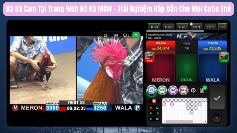 Giới thiệu về đá gà Cam tại trang web đá gà MCW