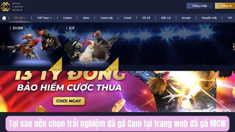 Tại sao nên chọn trải nghiệm đá gà Cam tại trang web đá gà MCW