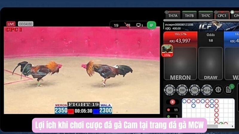 Lợi ích khi chơi cược đá gà Cam tại trang đá gà MCW