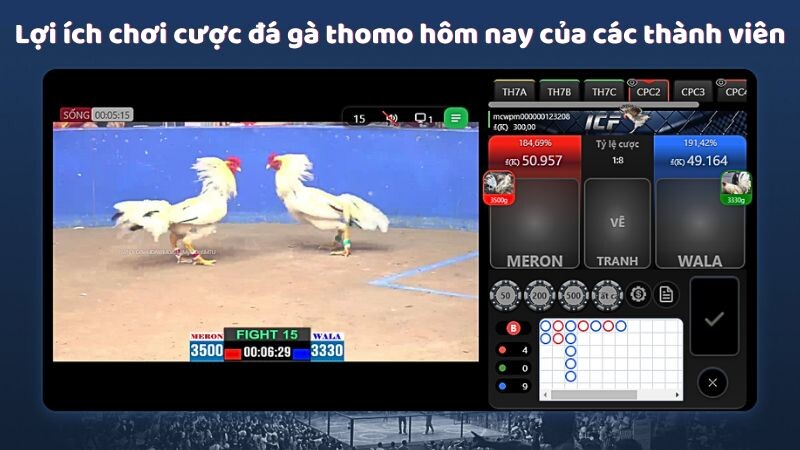 Lợi ích chơi cược đá gà thomo hôm nay của các thành viên