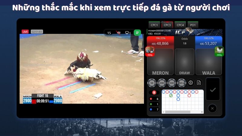 Những thắc mắc khi xem trực tiếp đá gà từ người chơi